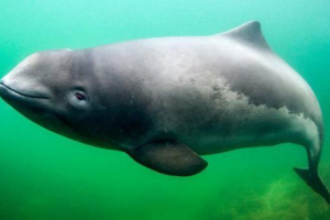 Kikötői porpoise